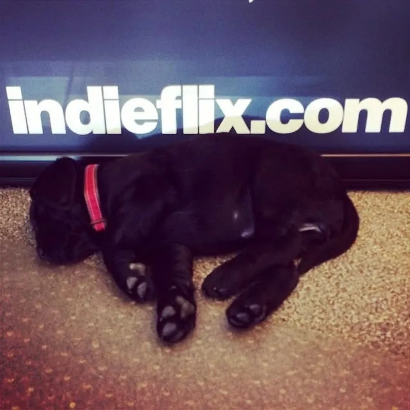 Liv as a black puppy in a pink collar, fast asleep on the carpet beneath a big indieflix.com sign.