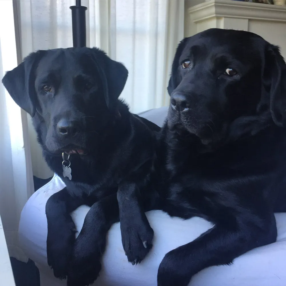 Two black Labradors, Liv and India, side by side on a white chair by a window, looking at the camera.